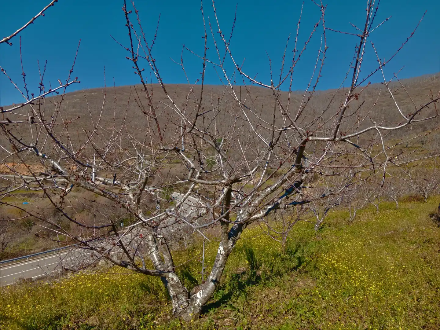 Terreni e lotti in vendita a Barrado, imagen 9