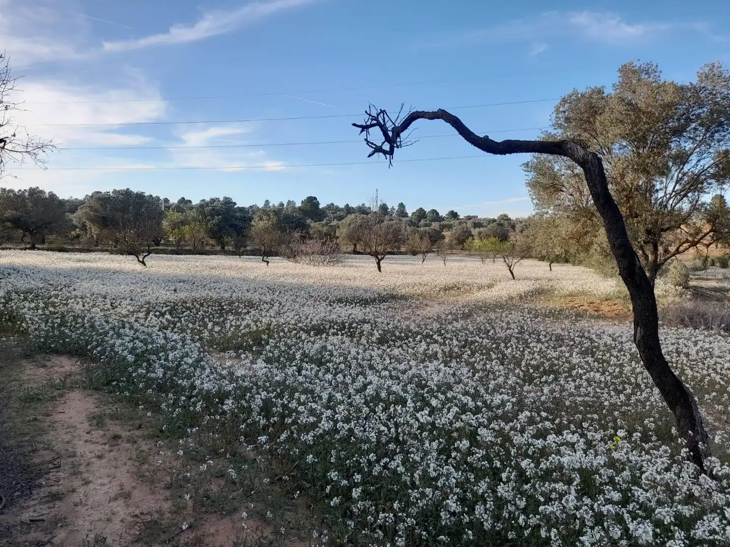 Rural land for sale in Ascó, imagen 12