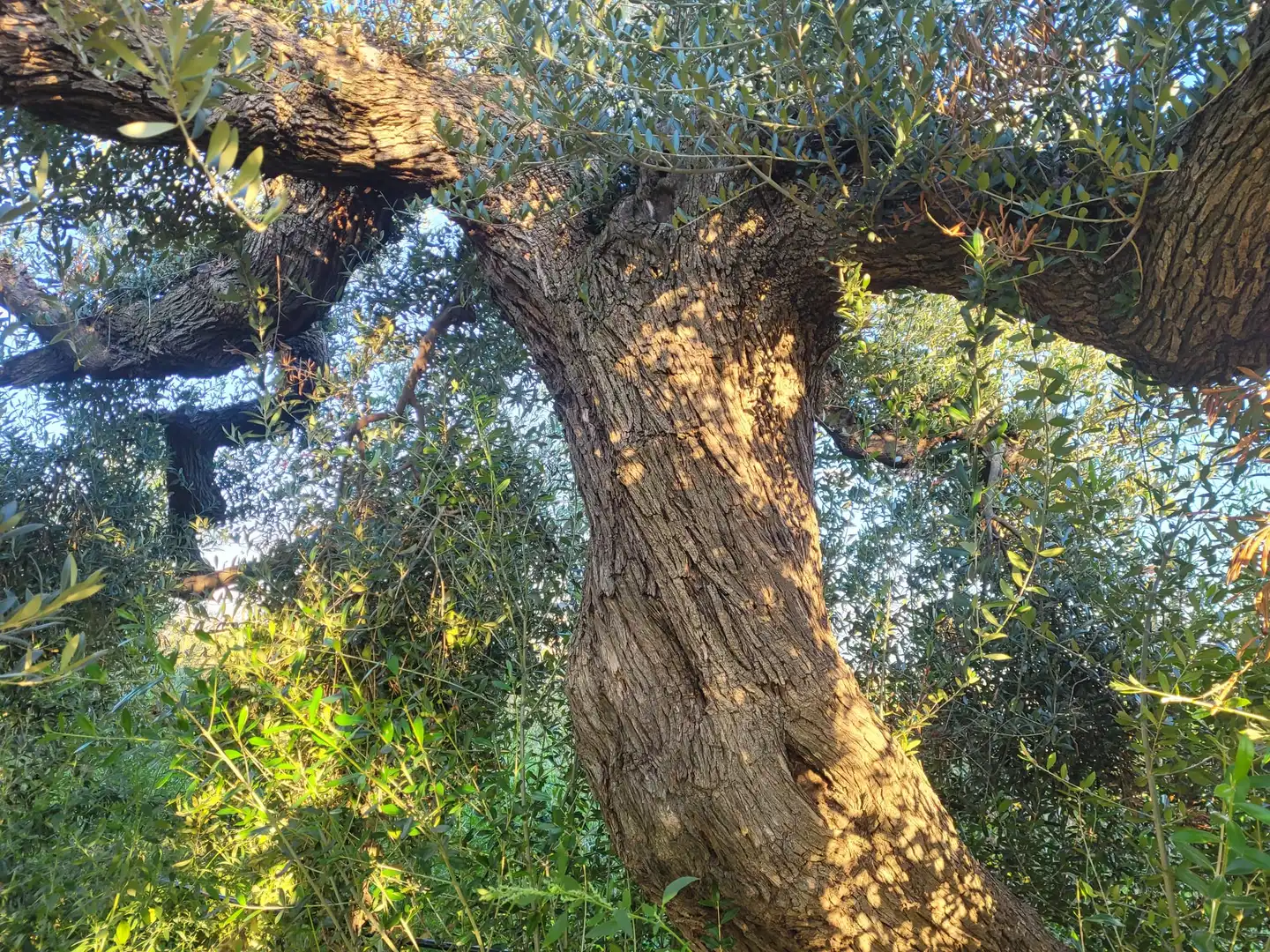 Finca rústica en venta en Cami Almoster, 9, La Selva del Camp