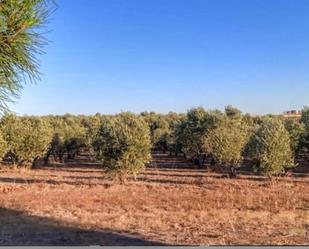 Finca rústica en venda en La Haba 