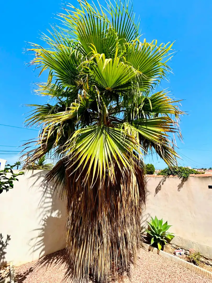 Jardí de Casa o xalet en venda en Torrevieja