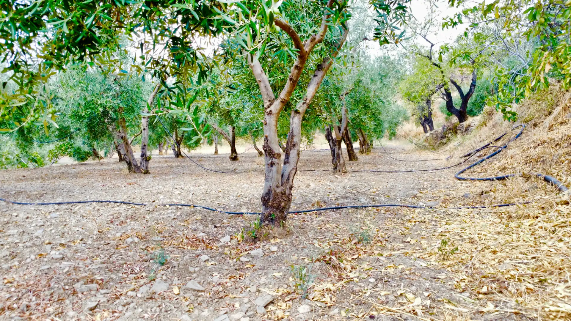 Terreno rustico in vendita a N/A, imagen 40