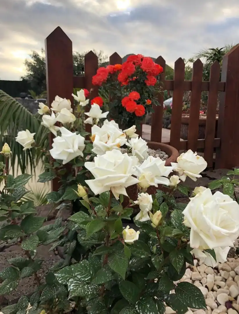 Jardí de Casa o xalet en venda en San Miguel de Abona amb Jardí privat, Traster i Piscina