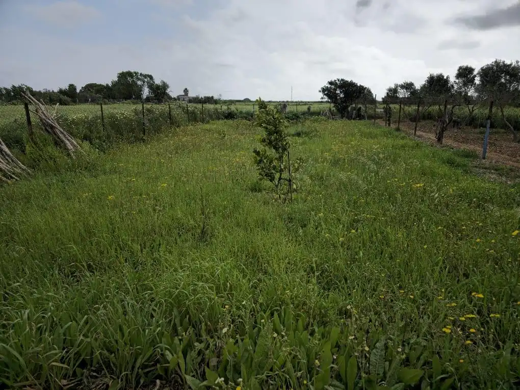 Finca rústica en venta en Puerto Real con Trastero