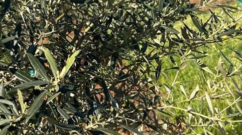 Foto 2 de Terreno en venta en Avenida Andalucia, Valenzuela, Córdoba