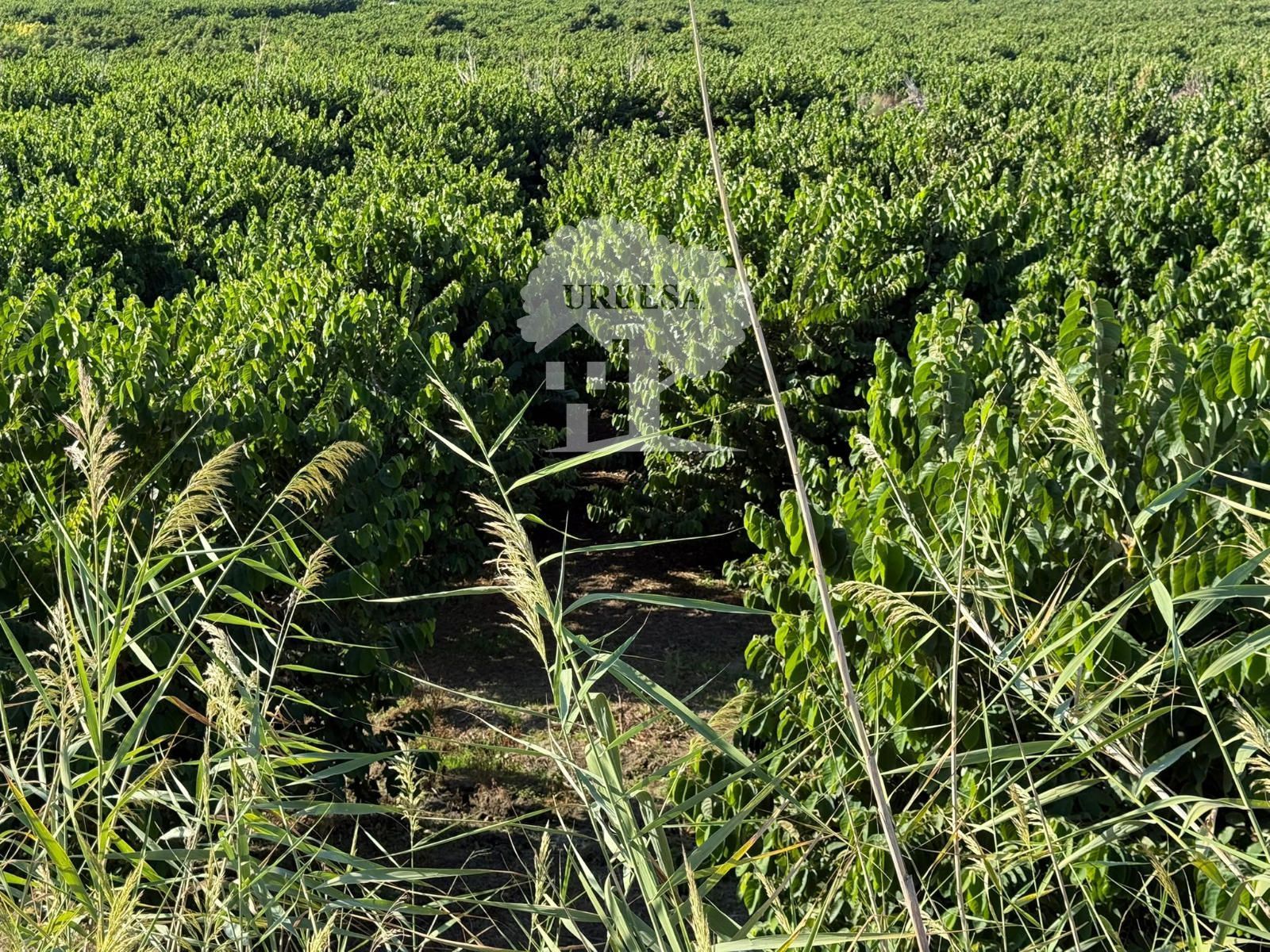 Grundstücke zum verkauf in Motril