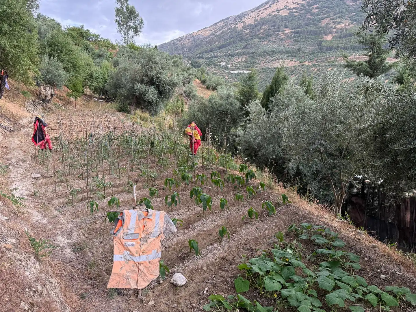 Garten von Country house zum Verkauf in Jaén mit Privatgarten, Terrasse und Schwimmbad