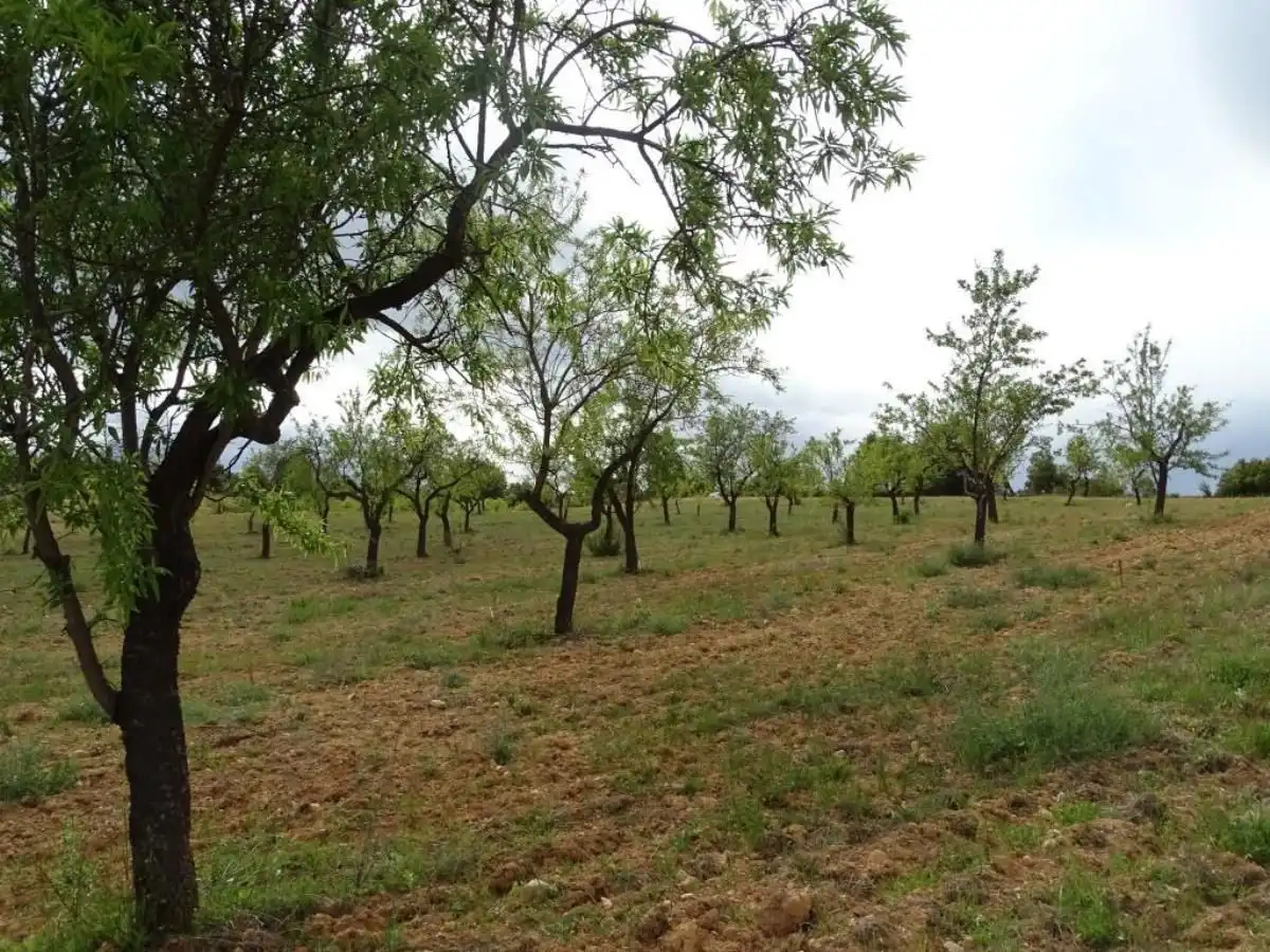 Finca rústica en venta en Cretas