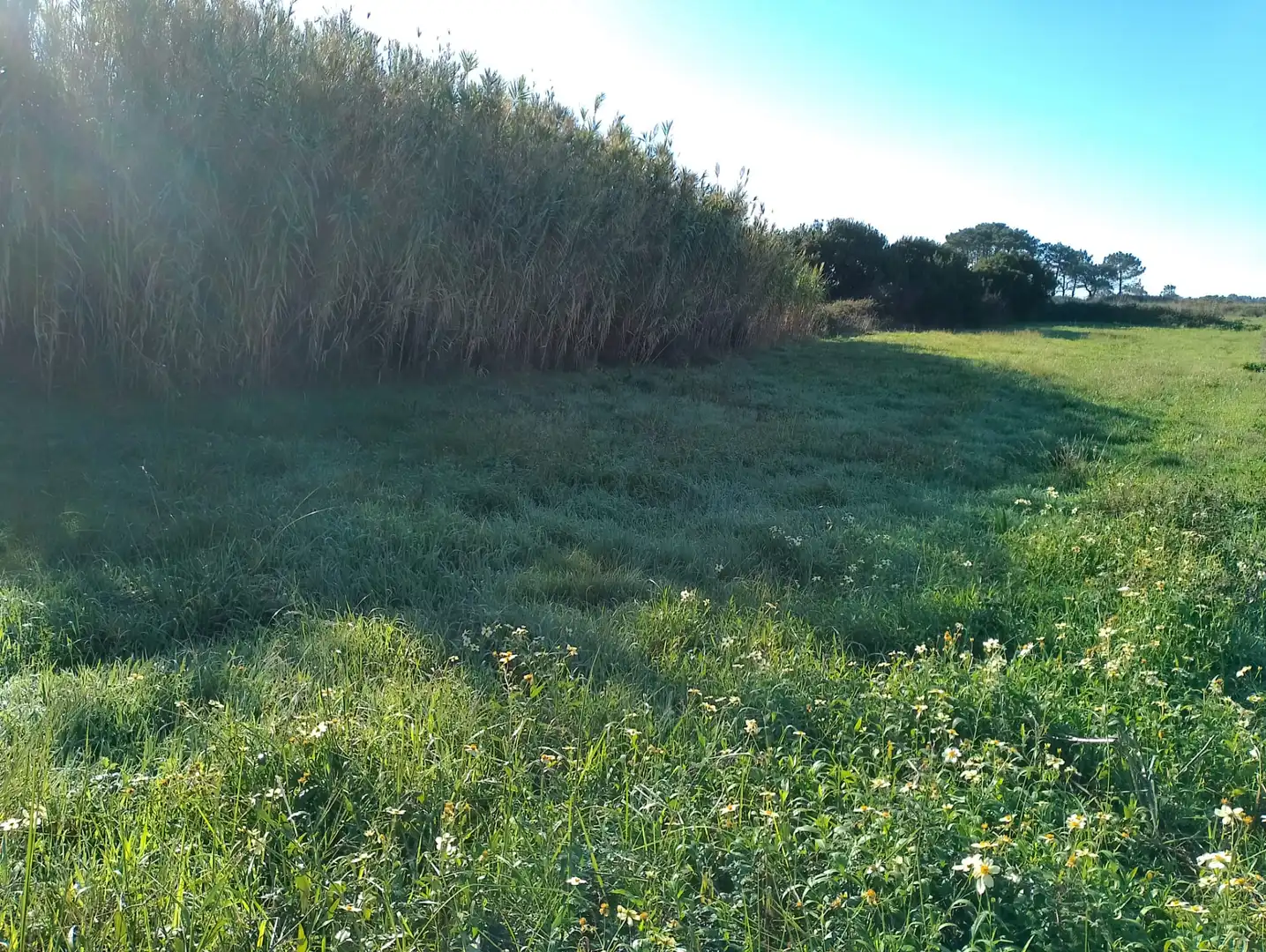 Land for sale in Ribeira