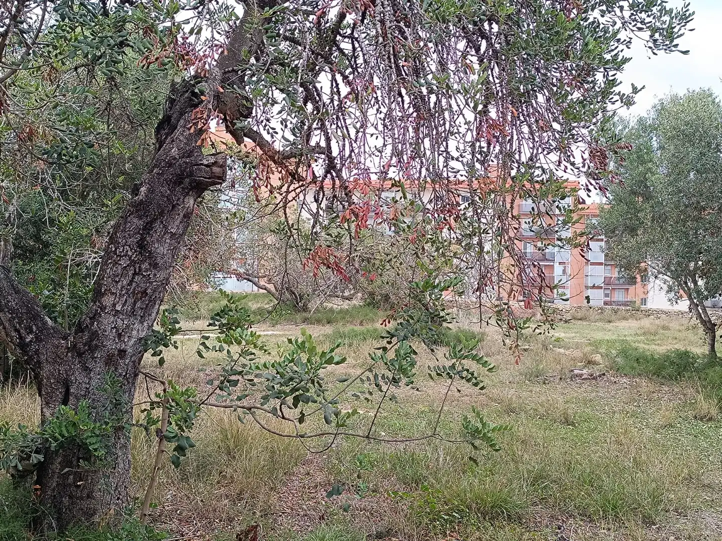 Terreny residencial en venda a Llevant, imagen 16