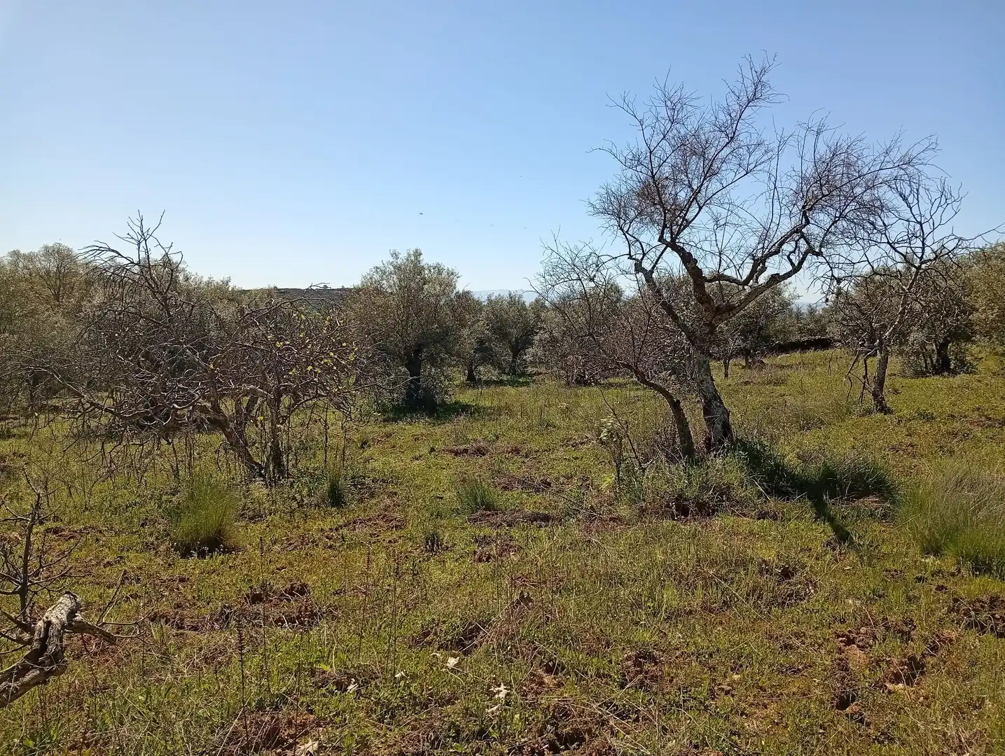 Terreni e lotti in vendita a Valverde de la Vera, imagen 15