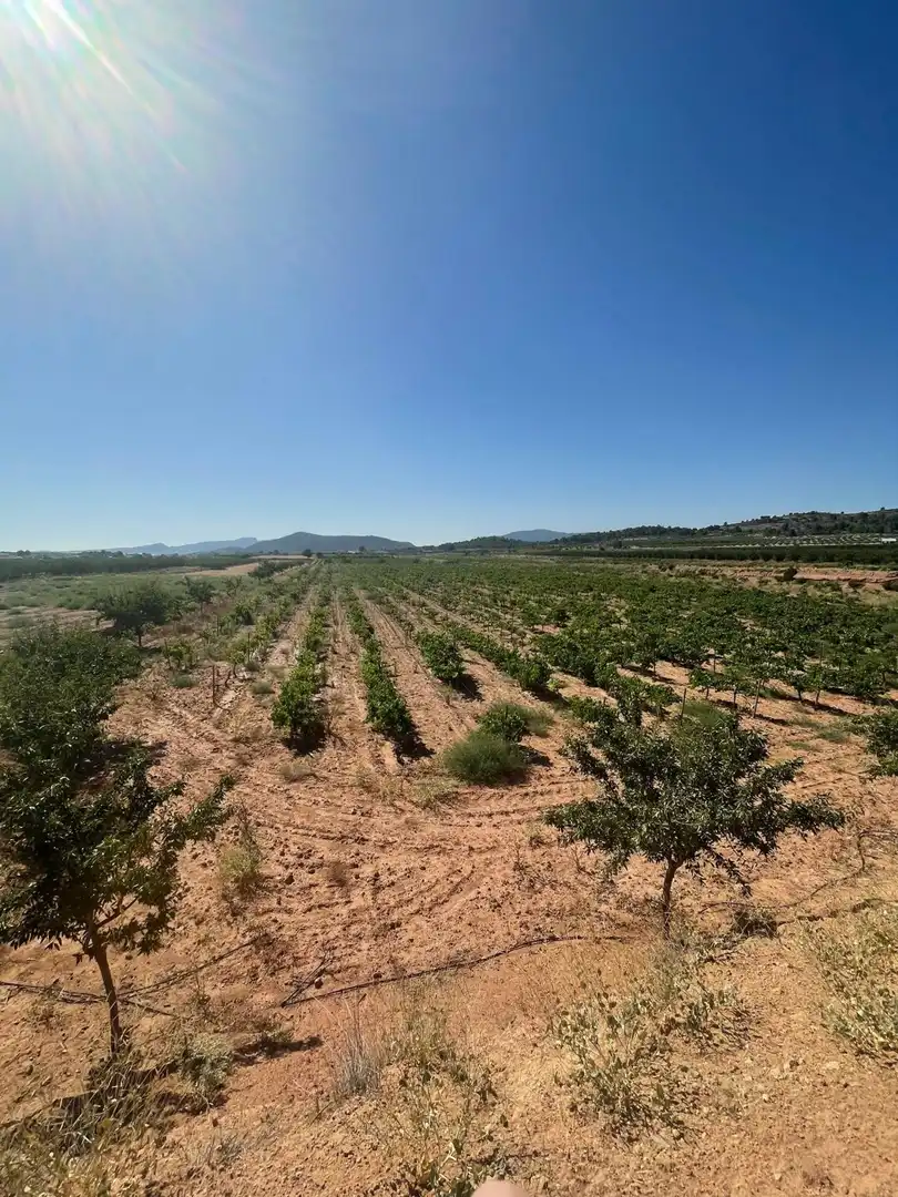 Terreno residencial en venta en El Pinós / Pinoso, imagen 21