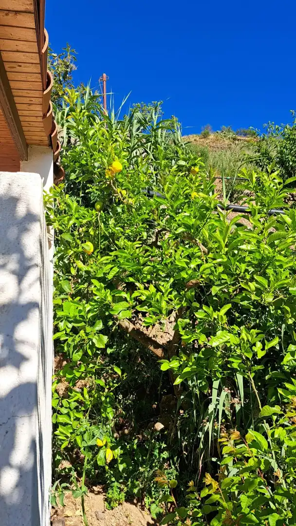 Garten von Haus oder Chalet zur Miete in Valleseco mit Privatgarten und Balkon