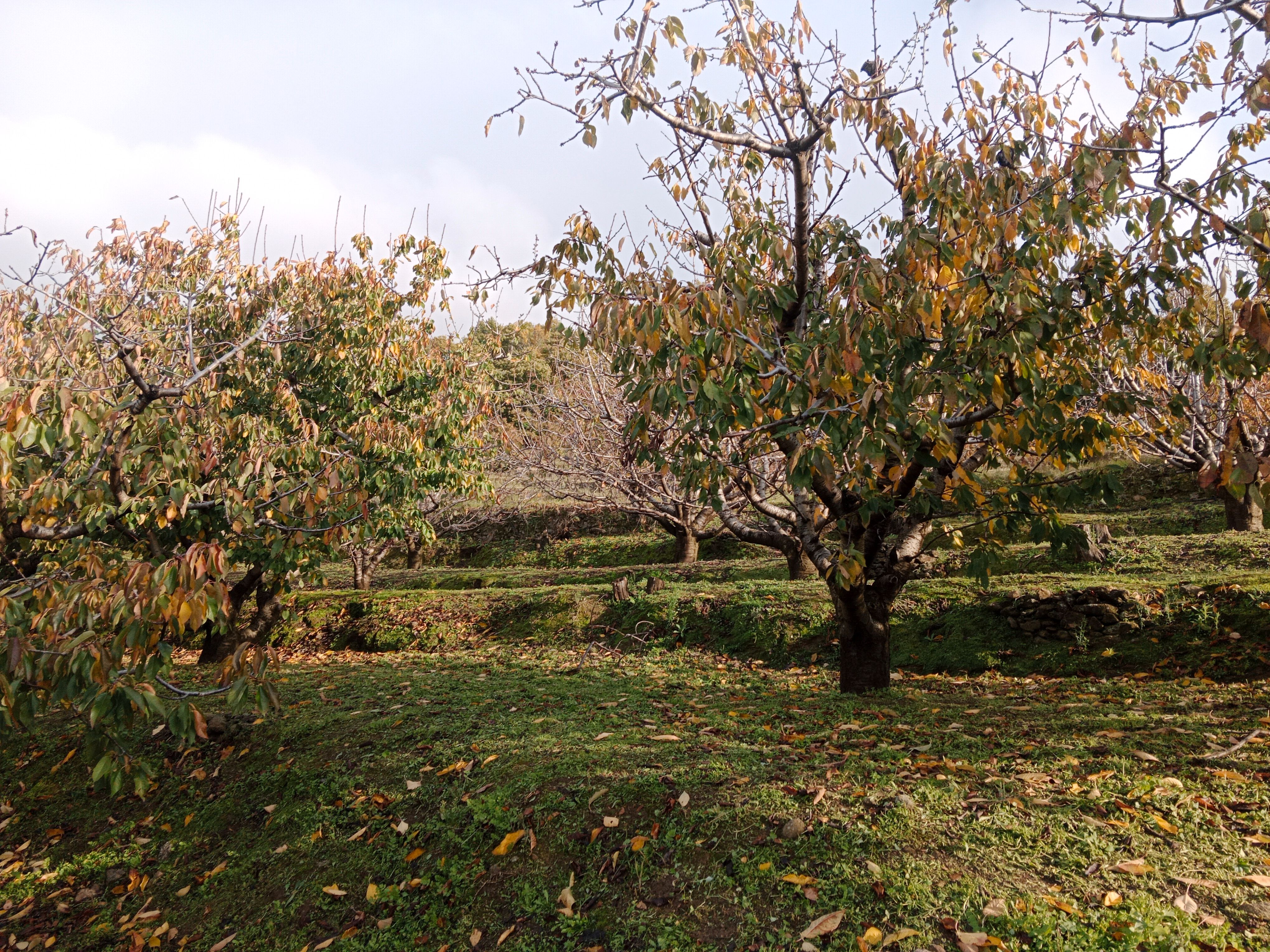 Grundstücke zum verkauf in Pasarón de la Vera