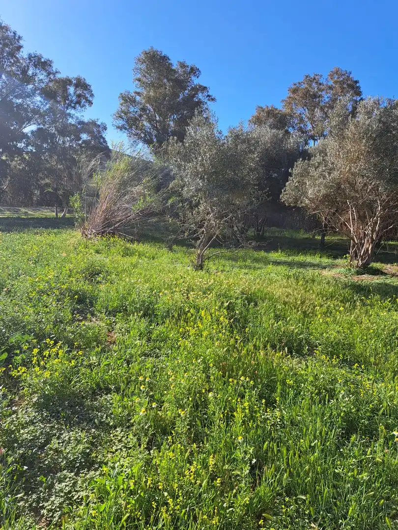 Grundstücke und Bauplätze zum Verkauf in Casalpalma - Fahala, imagen 3