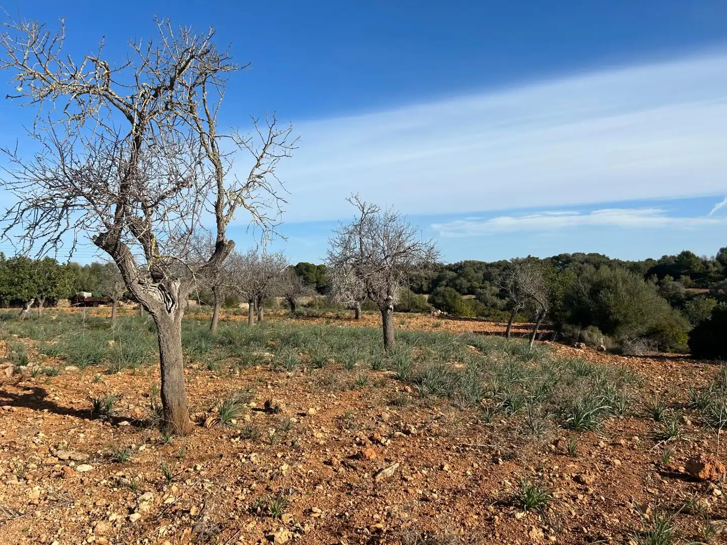 Country house zum Verkauf in Manacor
