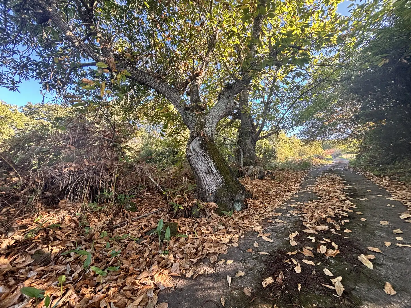 Terreno rustico in vendita a Lugar el Balayo, imagen 2