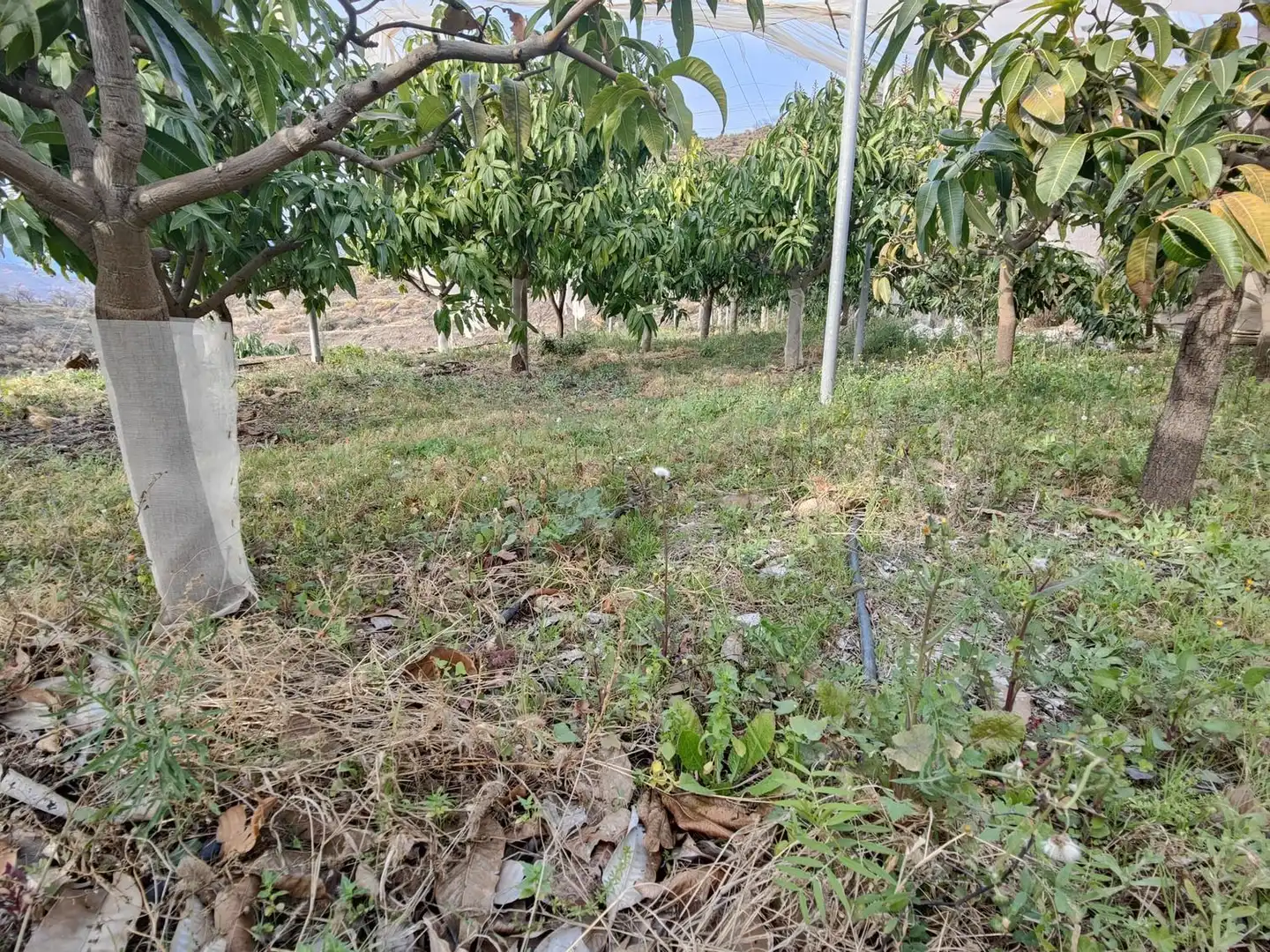 Rural land for sale in Itrabo, imagen 15