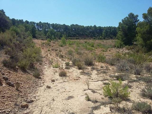 Terreno en Venta en Hoya Blanquilla, Poligono 56, PAR 3 en Ayora