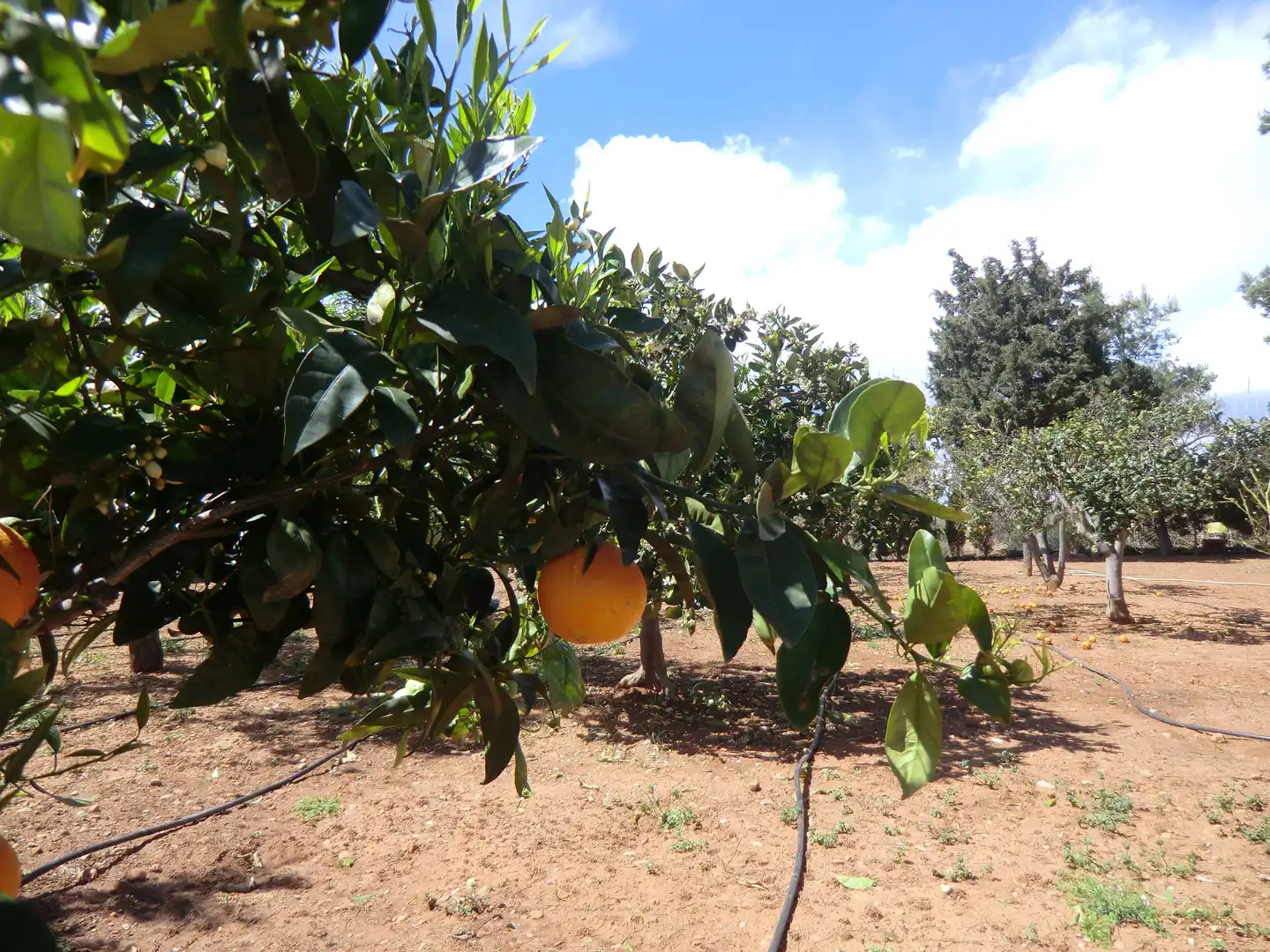 Jardí de Casa o xalet en venda en Alcalà de Xivert amb Calefacció, Jardí privat i Piscina