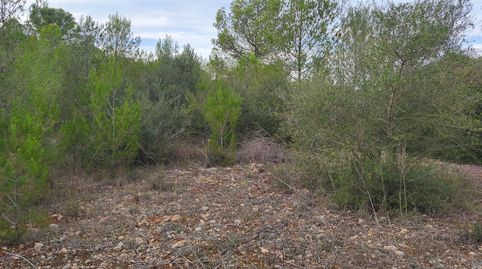 Finca de garriga y pinar, immagine 5