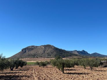 Terrenys i solars en venda a La Romana