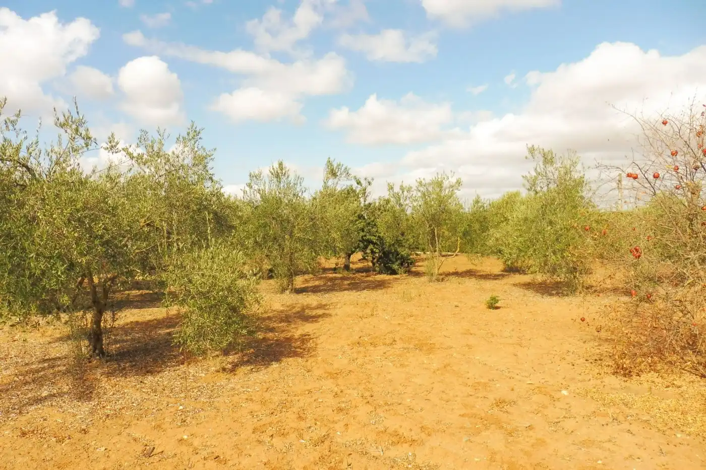 Chalet con jardín en venta en Sanlúcar la Mayor, imagen 56