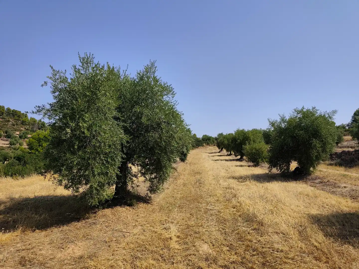 Terreno en venta en Cervià de Les Garrigues