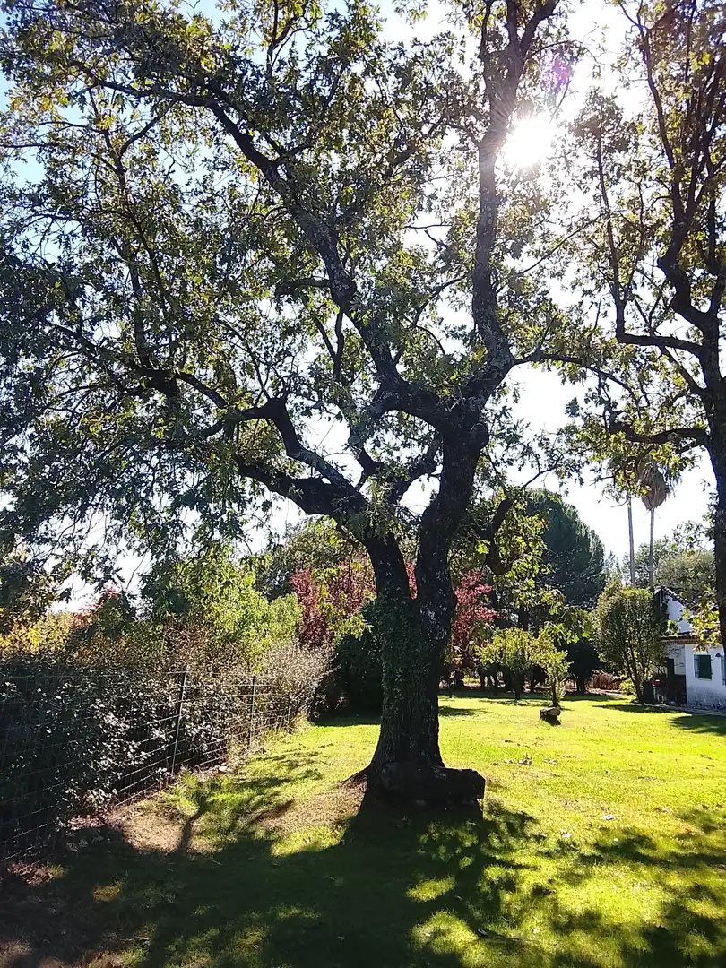 Haus mit Garten zum Verkauf in Madrigal de la Vera, imagen 101