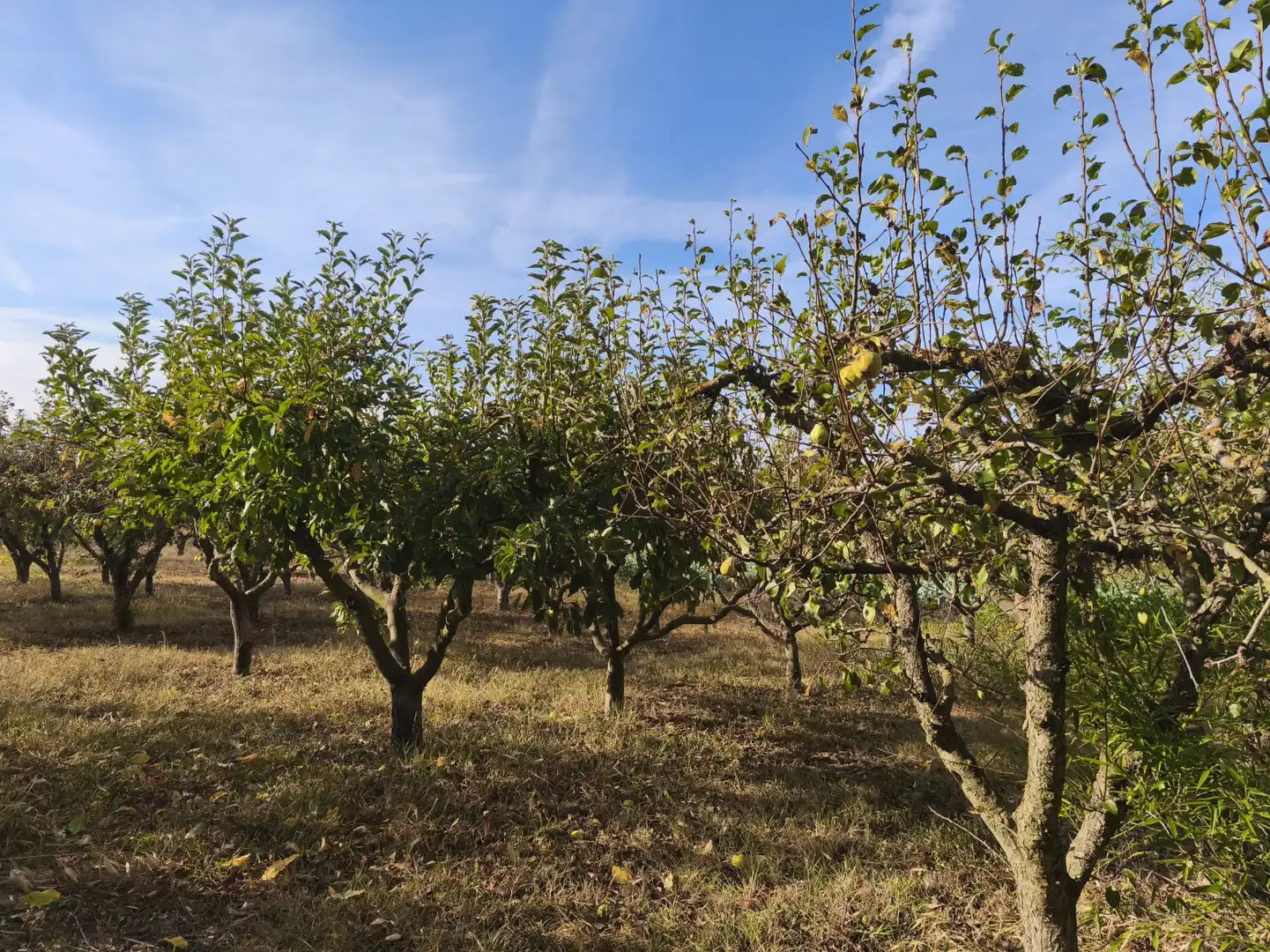 Garden of Land for sale in  Logroño