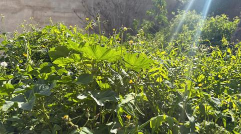 Photo 5 of Single-family semi-detached for sale in Paseo San Patricio, 24, Tres Barrios - Trasmontaña, Arucas