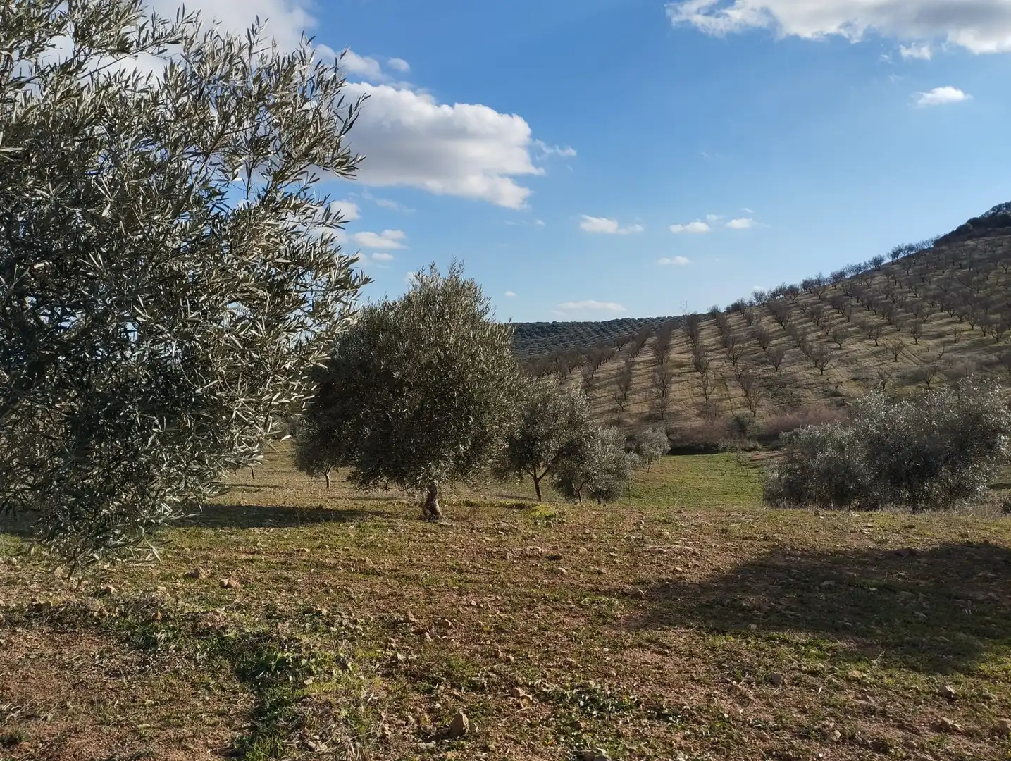 Rural land for sale in Calle Río Anzur, imagen 11