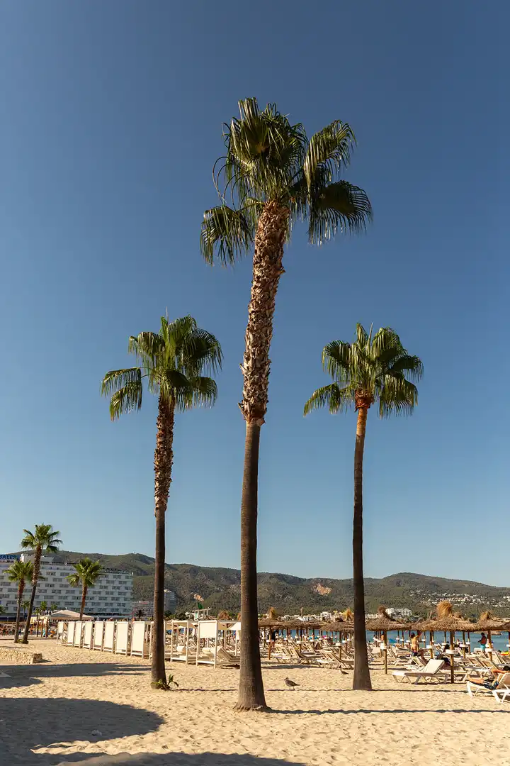 Vista exterior de Apartament en venda en Calvià amb Aire condicionat, Moblat i Internet