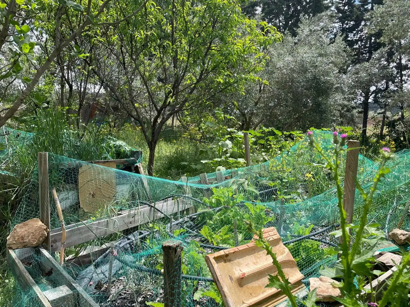 Jardí de Finca rústica en venda en Carrión de Calatrava amb Calefacció, Terrassa i Traster
