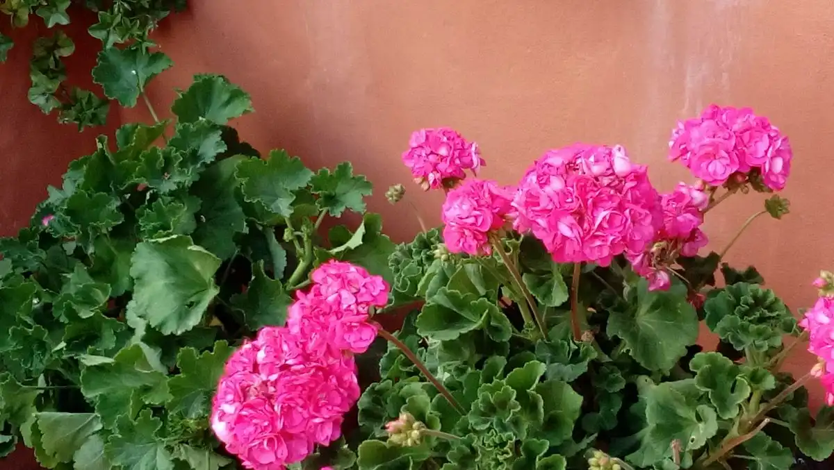 Jardín de Apartamento de alquiler en Vejer de la Frontera con Terraza