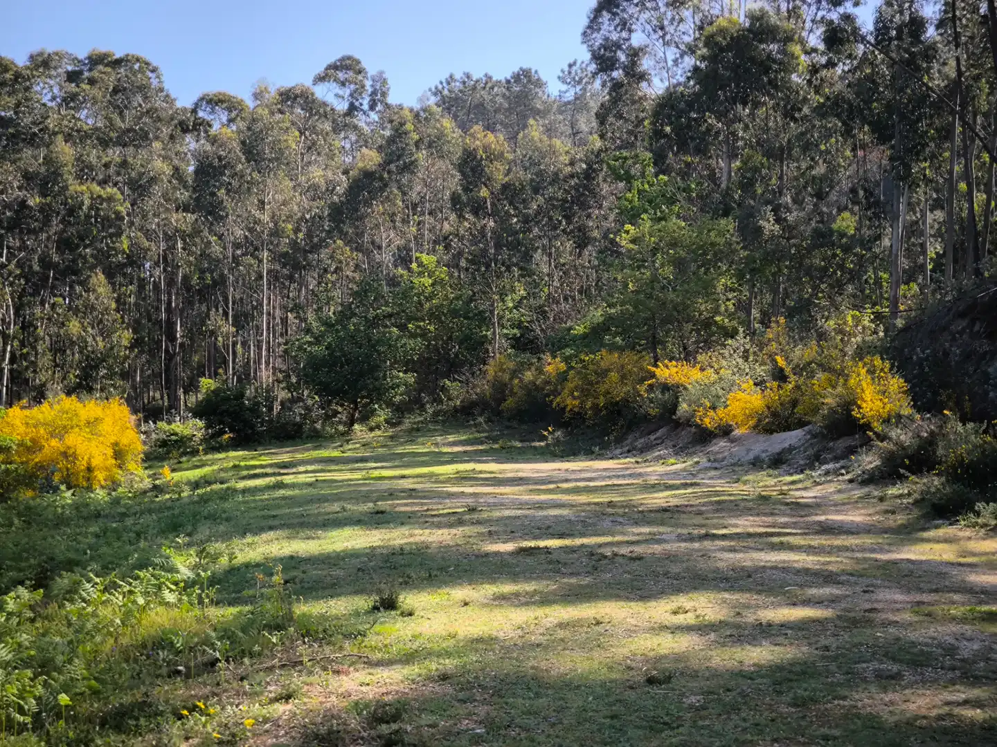Terreno rustico in vendita a Cea, imagen 7