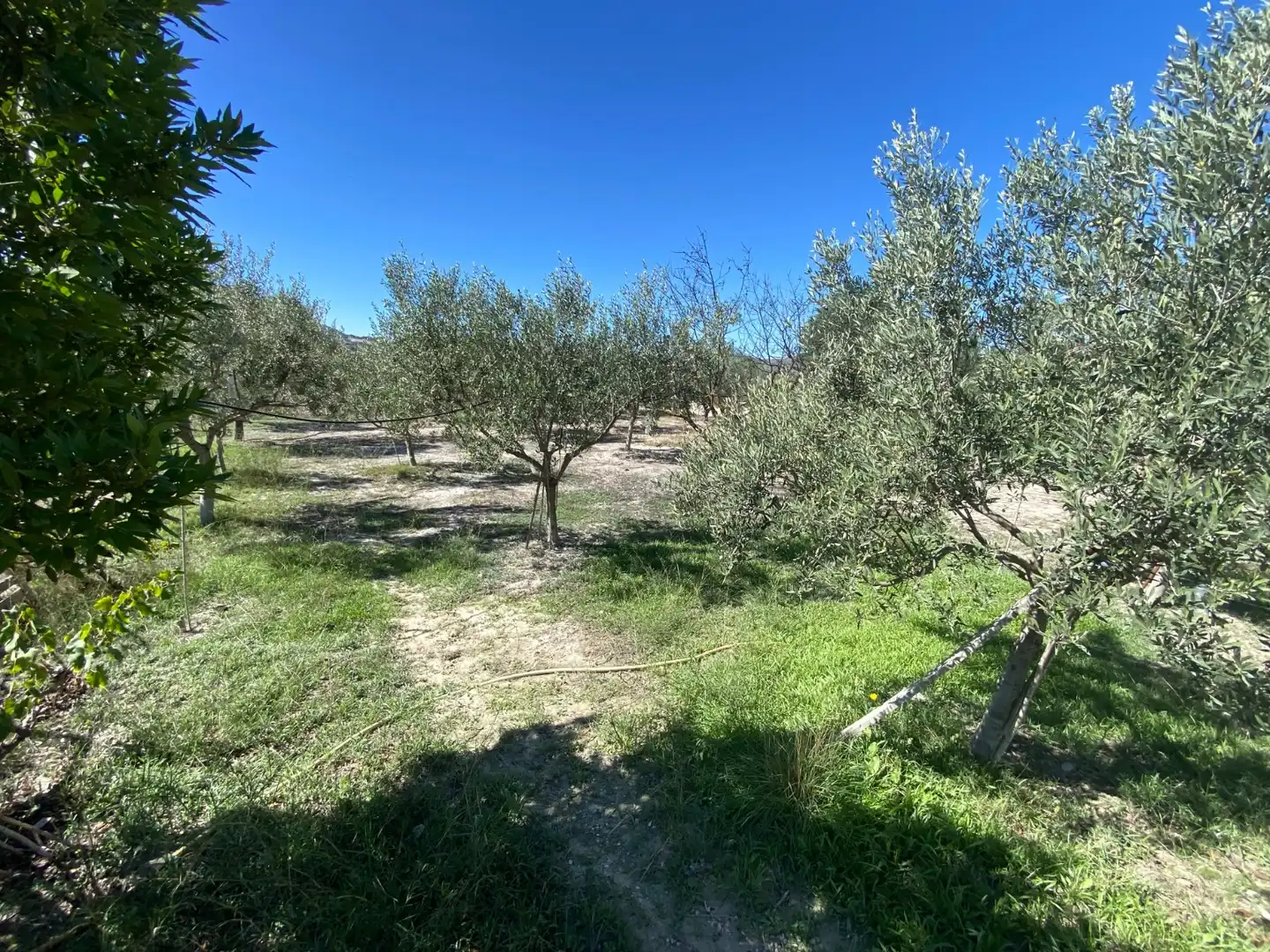 Country house with pool for sale in Sax, imagen 9