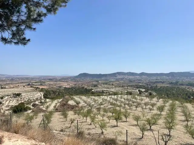 Houses for sale in Pliego