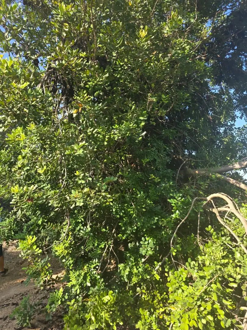 Terreno rústico en venta en Mas de Barberans, imagen 12