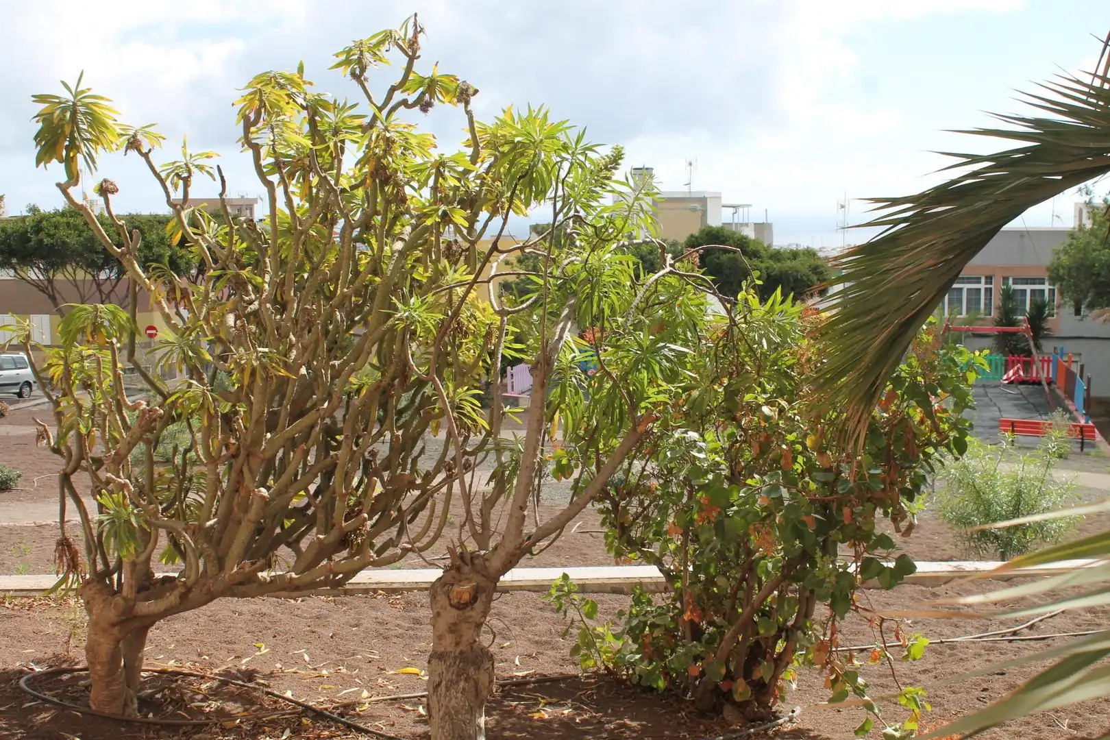 Garden of Residential for sale in Telde