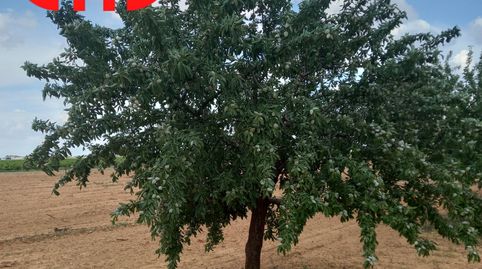 ALMENDROS DE SECANO, immagine 2