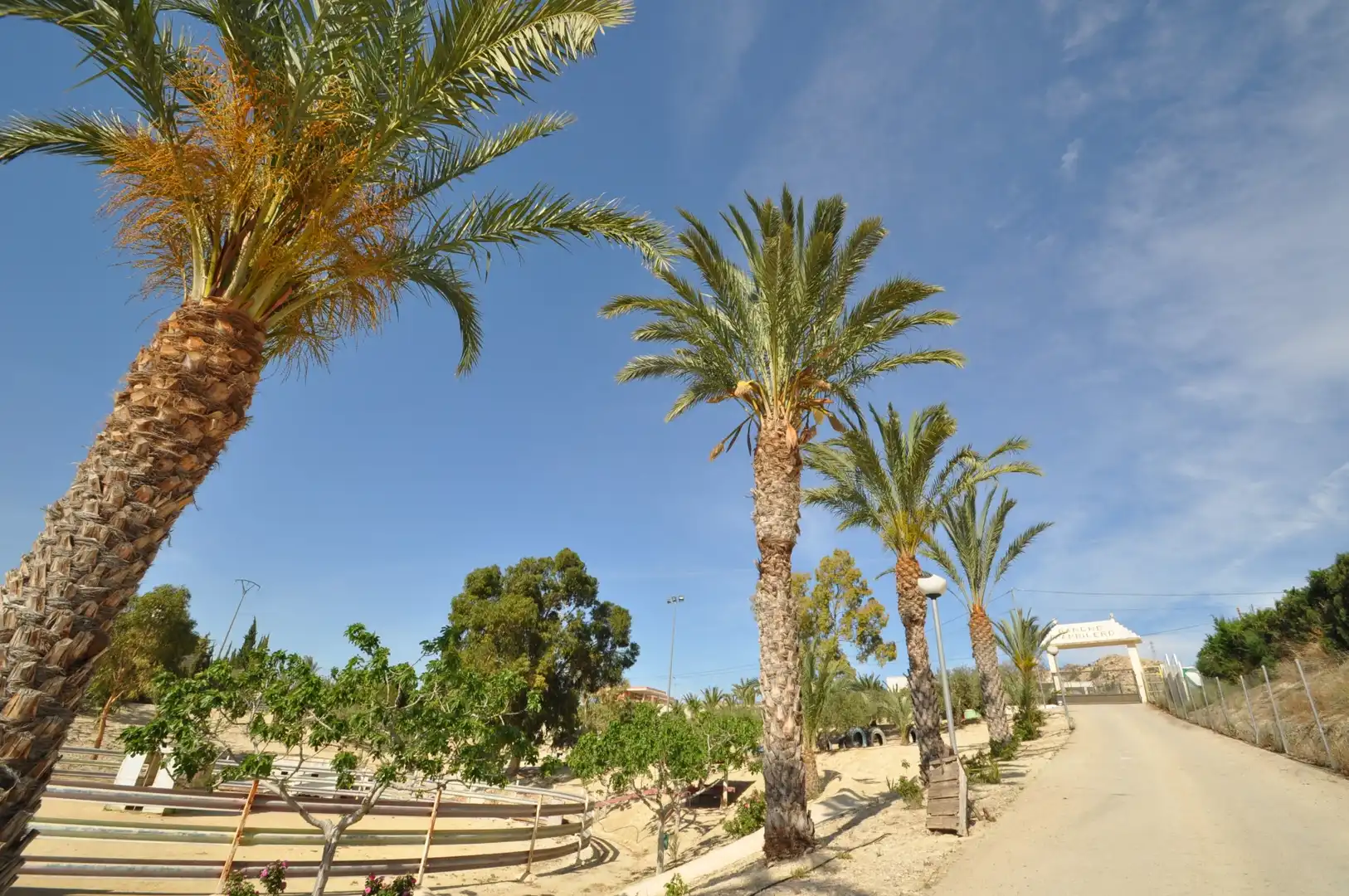 Business premises for sale in Abanilla