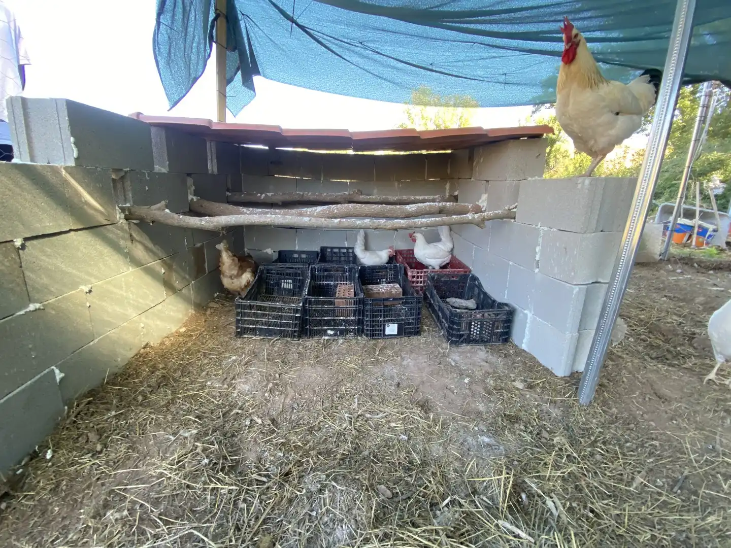 Terreno rustico in affitto a Calle letra A 2, imagen 32