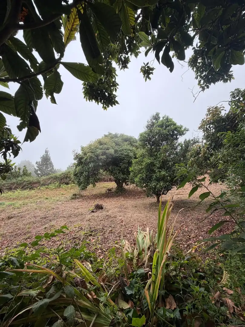 Terreno rustico in vendita a El Bebedero - Pinolere - Aguamansa, imagen 32