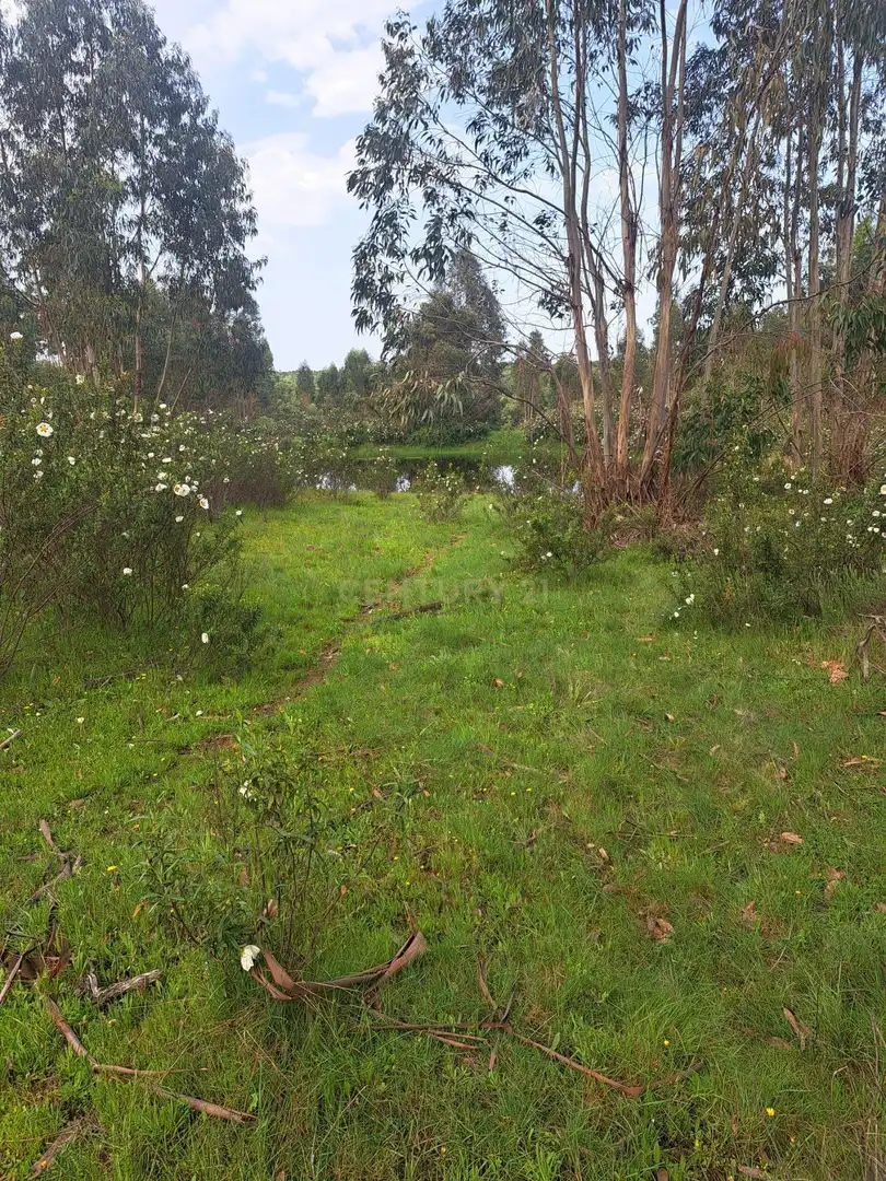Terreno en venta en Herrera de Alcántara