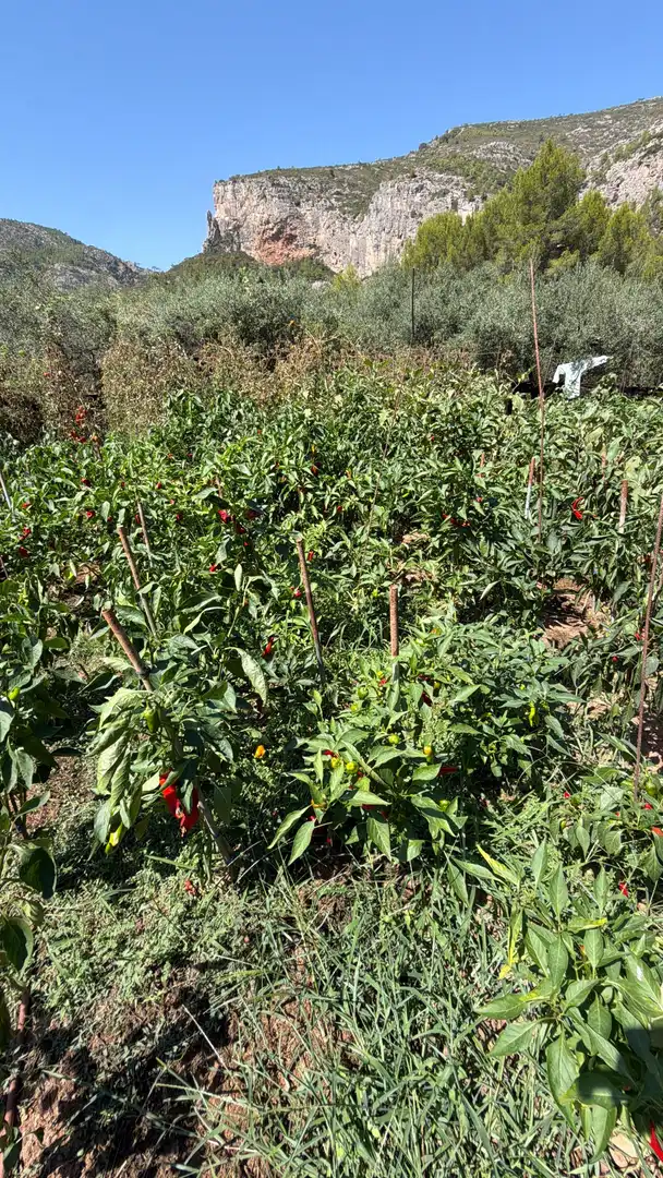 Garten von Country house zum Verkauf in Vandellòs i l'Hospitalet de l'Infant mit Abstellraum