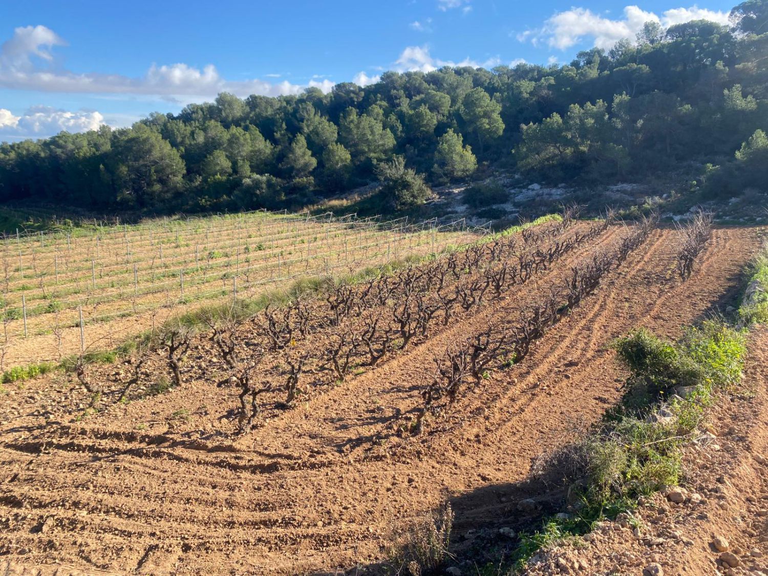 Finca rústica en venda en Albinyana