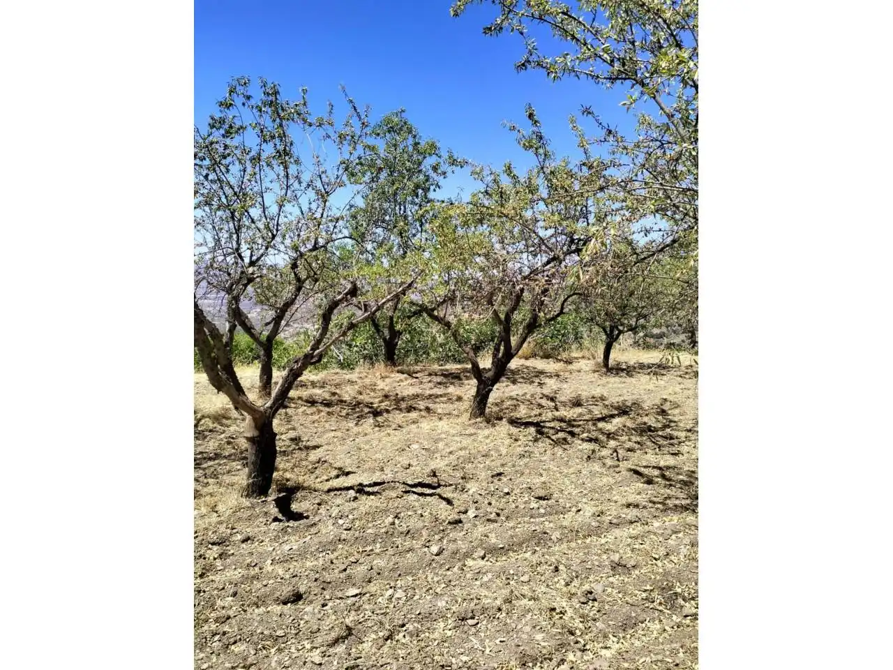 Terreny rústic en venda a Paterna del Río, imagen 6