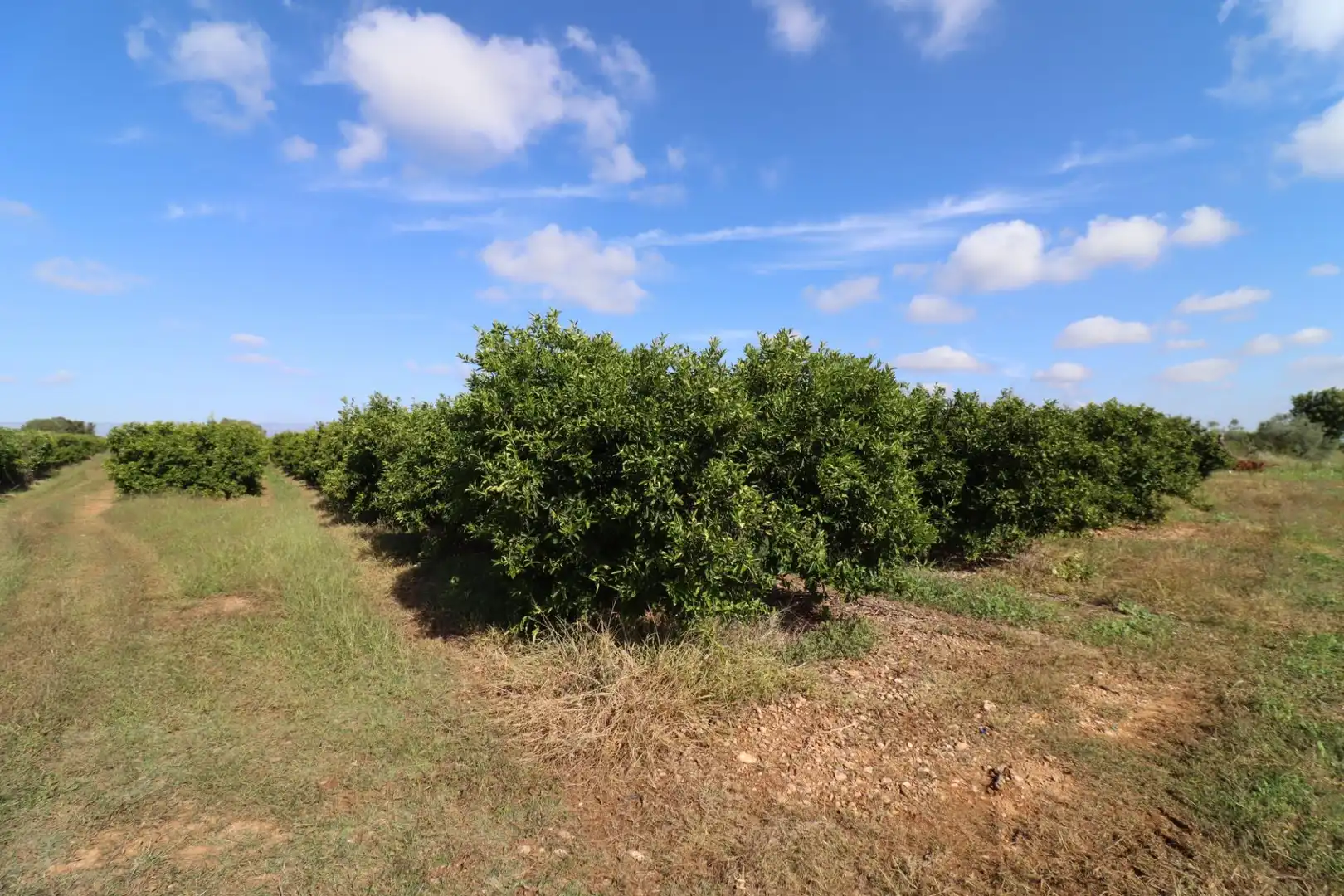 Rural land for sale in Partidas de interior - Zona Rústica, imagen 6