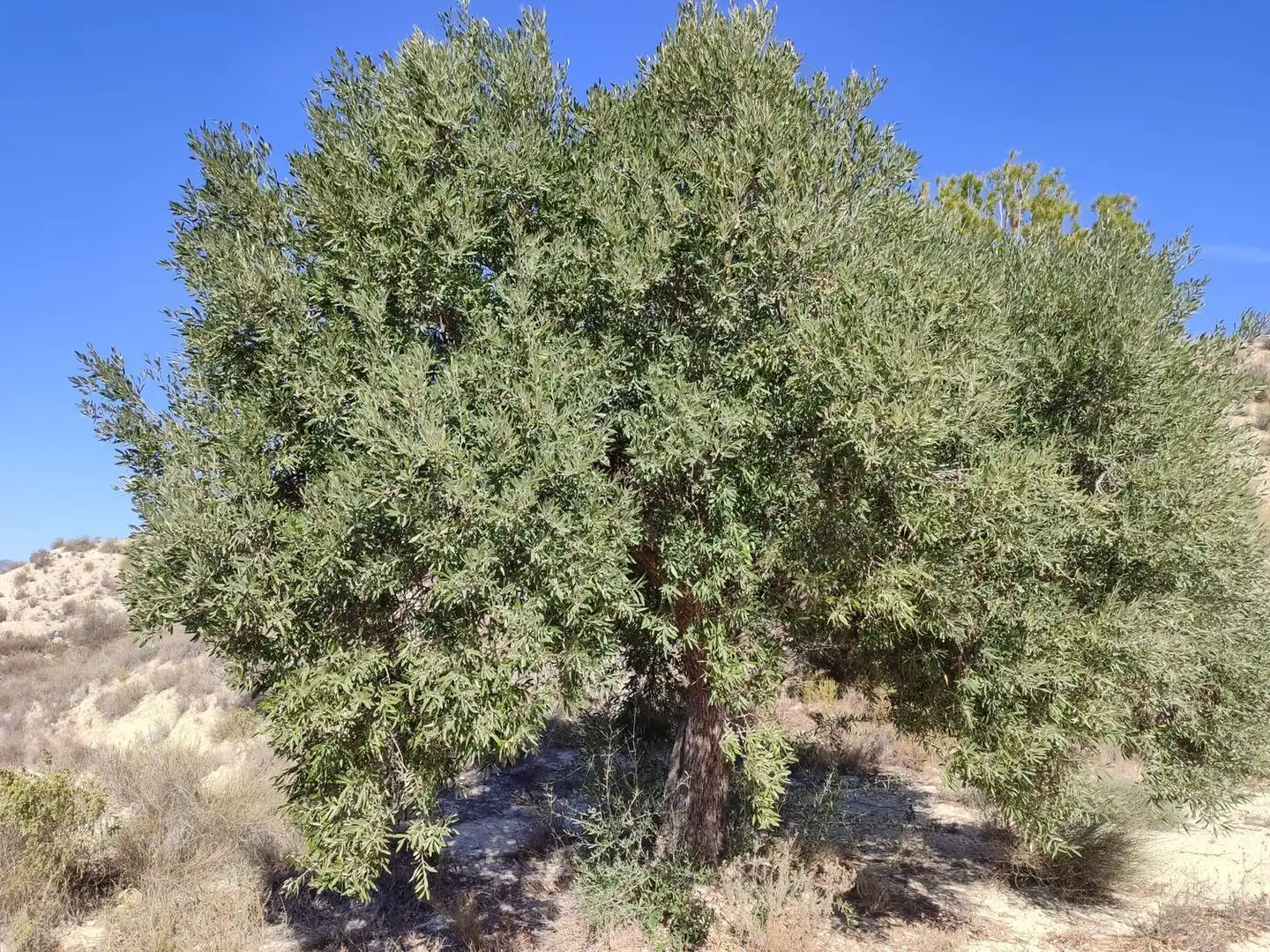 Lands and plots for sale in Abanilla, imagen 20
